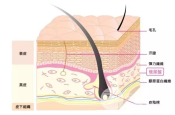 科普：玻尿酸的作用和玻尿酸多少錢一支價格介紹