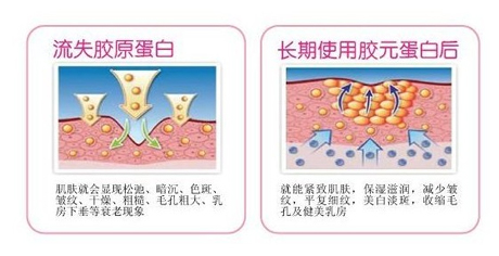 什么是膠原蛋白,膠原蛋白的作用