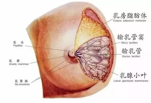 胸部整形多少錢(qián) 原來(lái)受到這些因素影響~