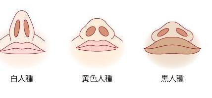 鼻頭縮小手術(shù)價格