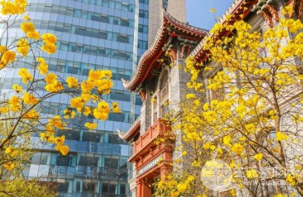 十大植發(fā)正規(guī)醫(yī)院排行