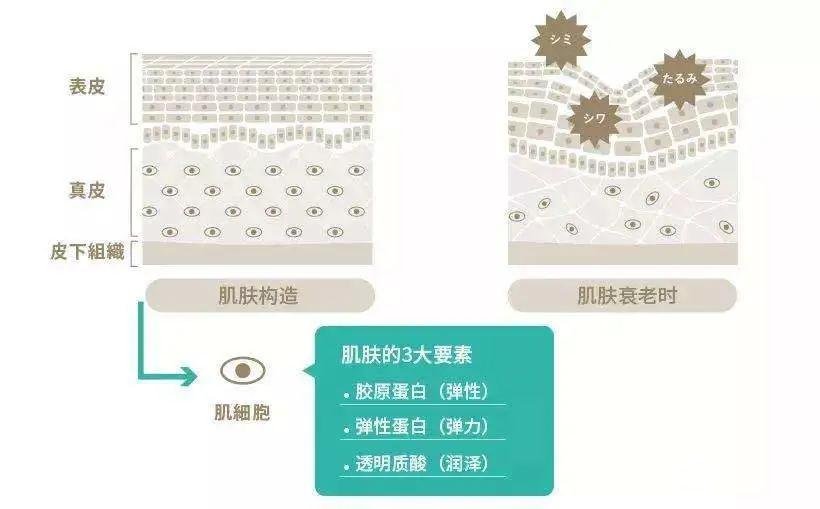 皮膚