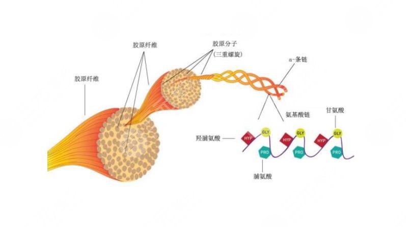 哪種膠原蛋白好?