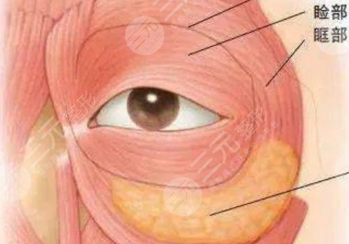 腫眼泡抽脂多少錢？