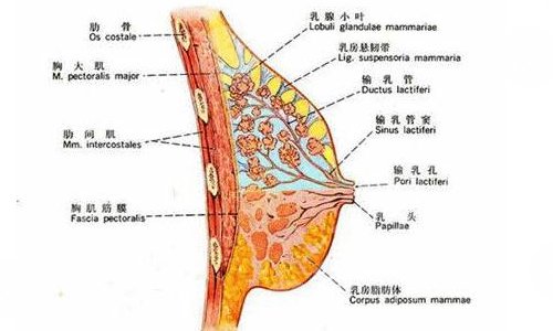 自體隆胸可以保持幾年？