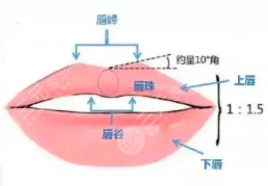 豐唇