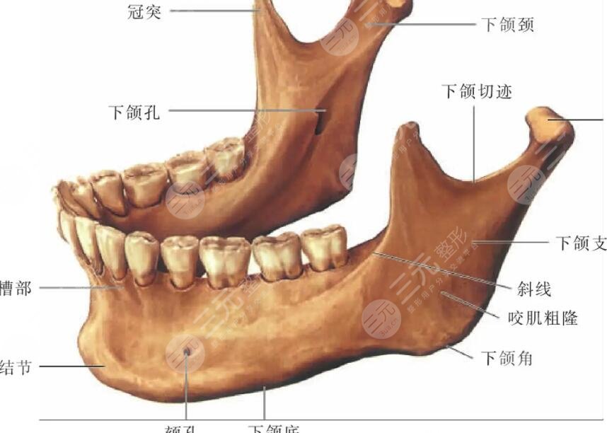 下頜角動(dòng)漫