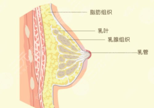 上海六院縮胸手術(shù)費(fèi)用