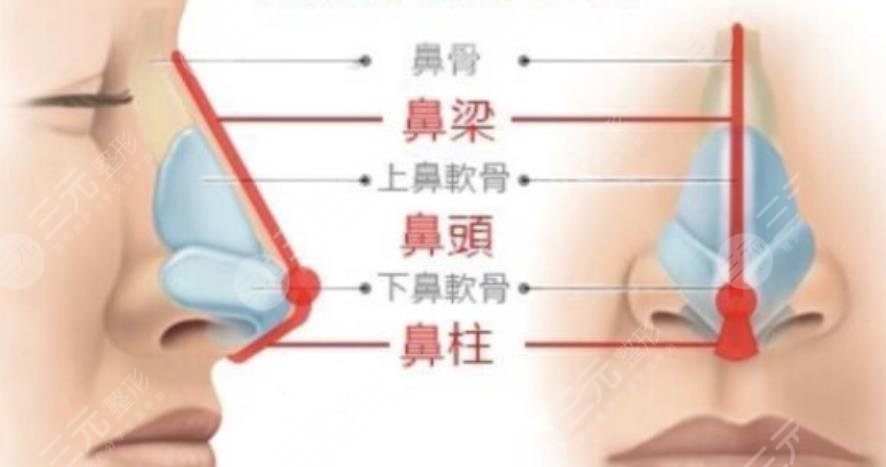 肋骨