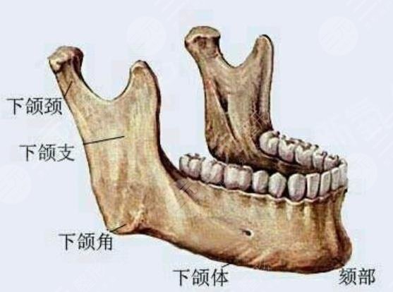 下頜角